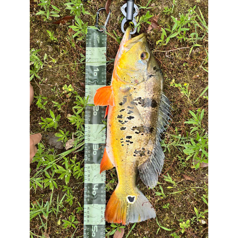 【LUREER】 ROVORO 大物控魚器 帶秤18KG 不鏽鋼 特氟龍塗層 防鏽 路亞 控魚器 魚夾 岸拋