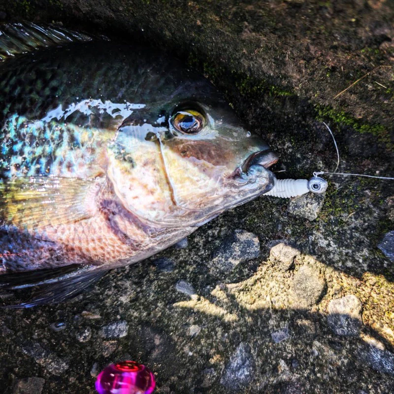 【LUREER】微物根魚 小T尾 軟蟲 3.5公分 20入 微物 根釣 溪流 鉛頭鉤 路亞 軟蟲 珍珠石斑 根魚