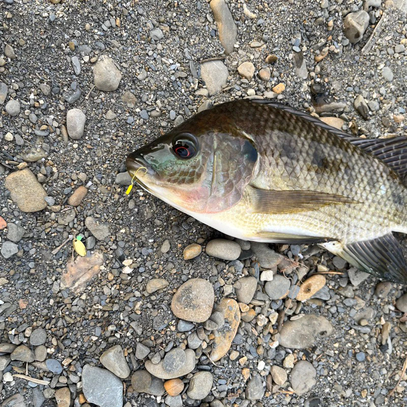【LUREER】瓜子亮片 免綁釣組 5入 必中 微物 溪釣 馬口 吳郭魚 溪哥 路亞 亮片 助投器 亮片 瓜子