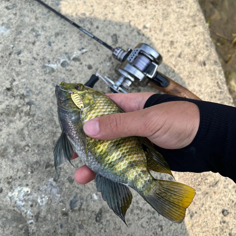 【LUREER】平振亮片 實測超好用 微物 亮片 spoon 馬口 溪哥 根魚 卷仔 溪流 路亞