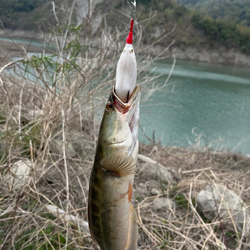 【LUREER】漁獵 大通殺 20克 改裝雷蛙 泰國鱧 溝呆 魚虎 雷強 188 雷蛙 大蛙 遠投