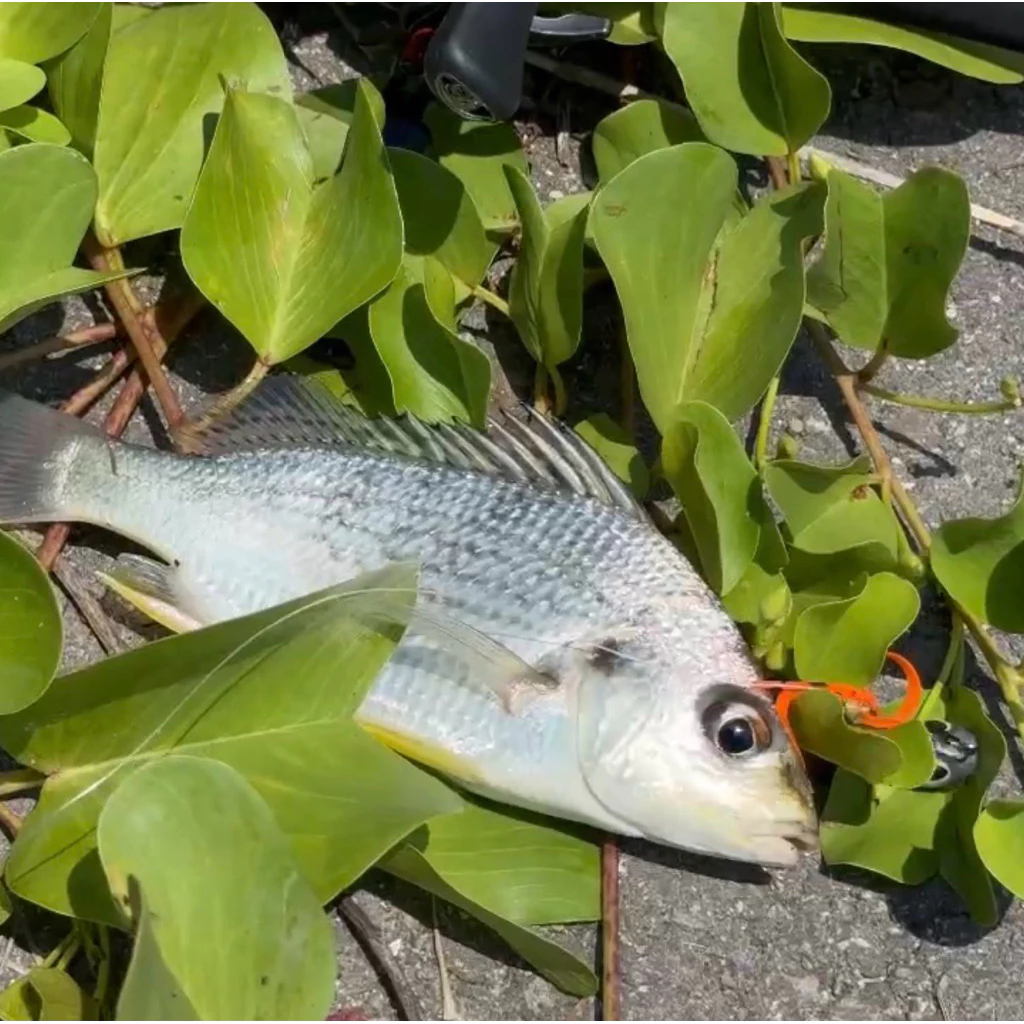 【LUREER】 魚眼飄帶丸 3-10克 <飄帶雙鉤設計> 淡海水通用 微物游動丸 路亞 根魚 黑格 鴨蛋丸 漁冶路亞