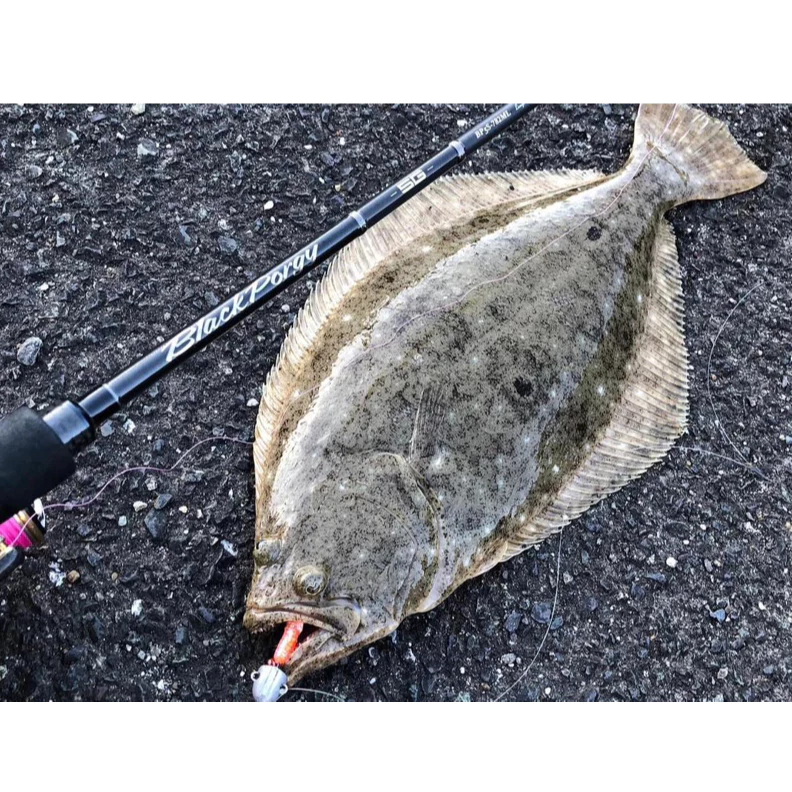 【LUREER】Major Craft Black Porgy 5G 黑鯛竿 24年 直柄 路亞竿根魚 黑鯛