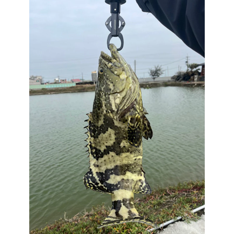 【LUREER】 ROVORO 大物控魚器 帶秤18KG 不鏽鋼 特氟龍塗層 防鏽 路亞 控魚器 魚夾 岸拋