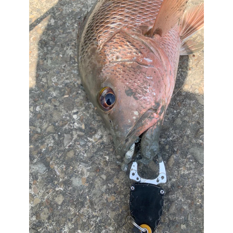【LUREER】微物根魚 小T尾 軟蟲 3.5公分 20入 微物 根釣 溪流 鉛頭鉤 路亞 軟蟲 珍珠石斑 根魚