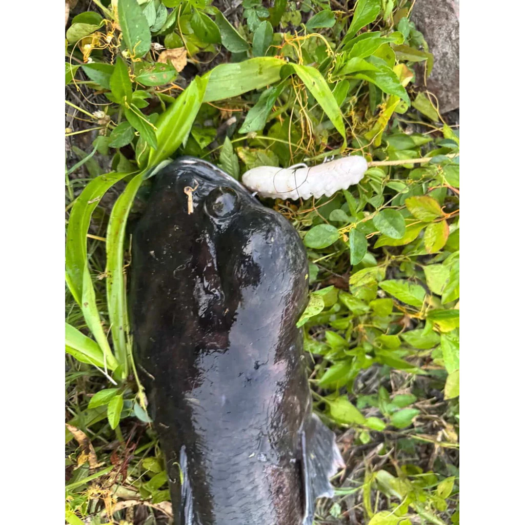 【LUREER】 PG 虎藍鳥 4入裝 <18.25克高比重> 打虎必備 雷強 泰國鱧 耐咬 障礙場 熱狗 雪茄