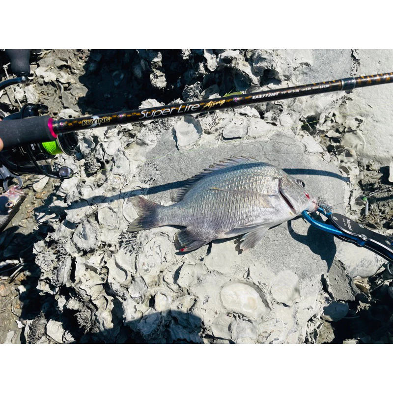 【LUREER】酷影 KUYING 大黃蜂 Ajing 根魚竿 全Fuji配件 高感度 路亞竿 根魚