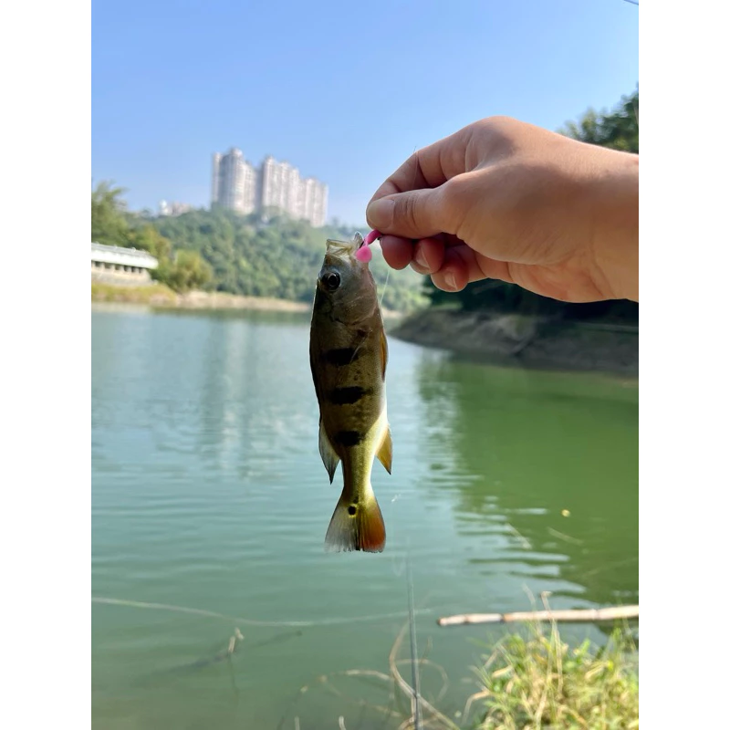 【LUREER】微物T尾軟蟲 極小3公分 一包20入 大小通吃 軟蟲 爆咬款 根魚 吻仔魚 路亞