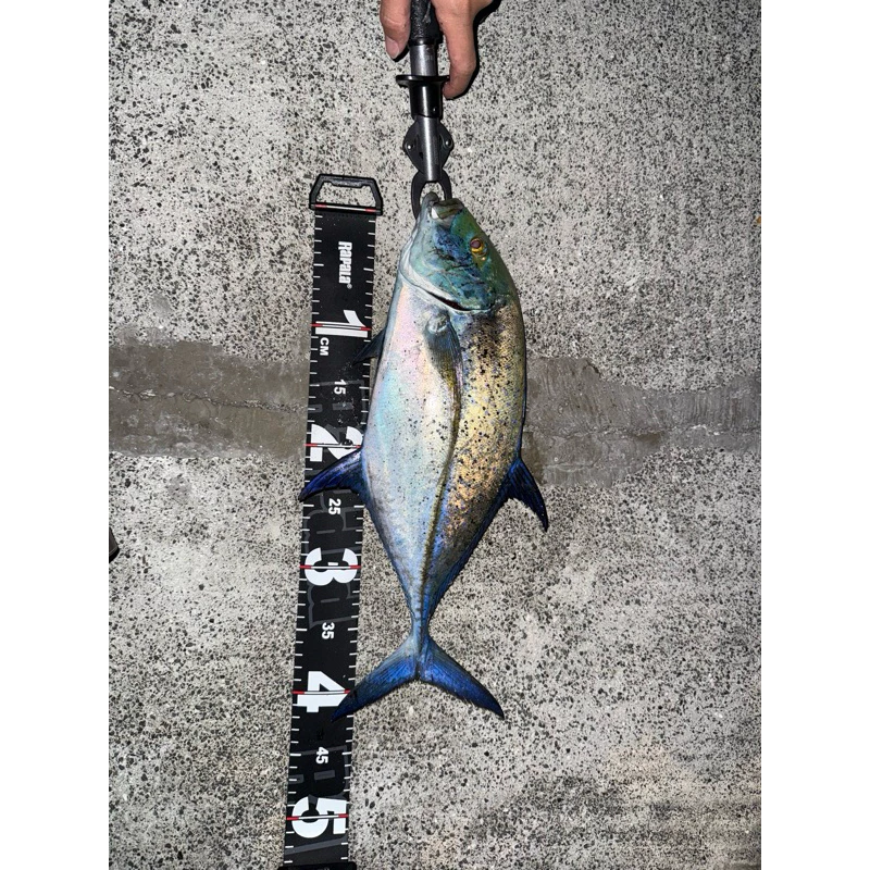 【LUREER】 竹莢魚鐵板 7-60克 高擬真 3D打印技術 鐵板 路亞 岸拋 微鐵 根魚 海釣 竹筴魚