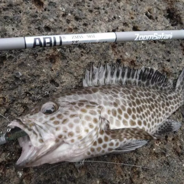 【LUREER】 Abu Garcia - ZoomSafari 大地色復古風 多節旅竿 溪流 根魚 微拋 泛用