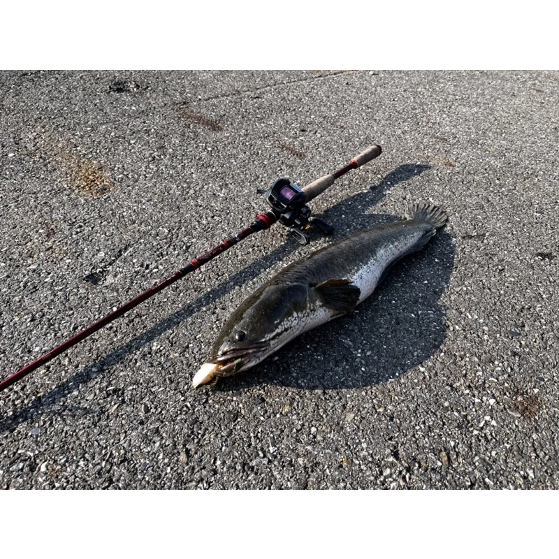 【LUREER】防纏跳跳魚 10克/20克 根魚 軟魚 石斑 泰國鱧 跳底 路亞T尾 軟蟲 防掛底