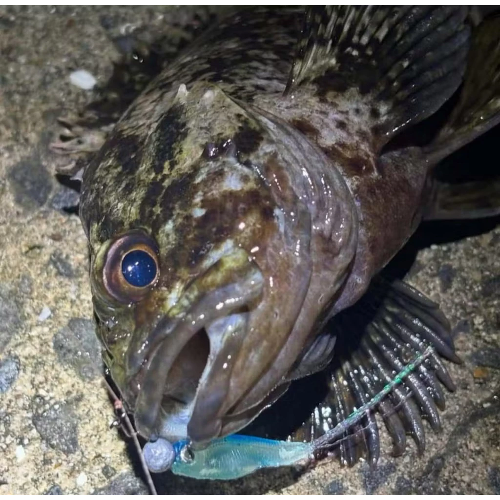 【LUREER】LITTLE JACK IGNITED TAIL FUSION 小魚 1.5’’ 軟蟲 <金蔥絲>