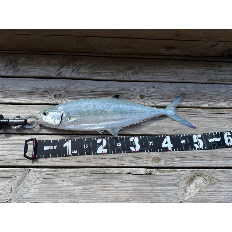 【LUREER】 竹莢魚鐵板 7-60克 高擬真 3D打印技術 鐵板 路亞 岸拋 微鐵 根魚 海釣 竹筴魚