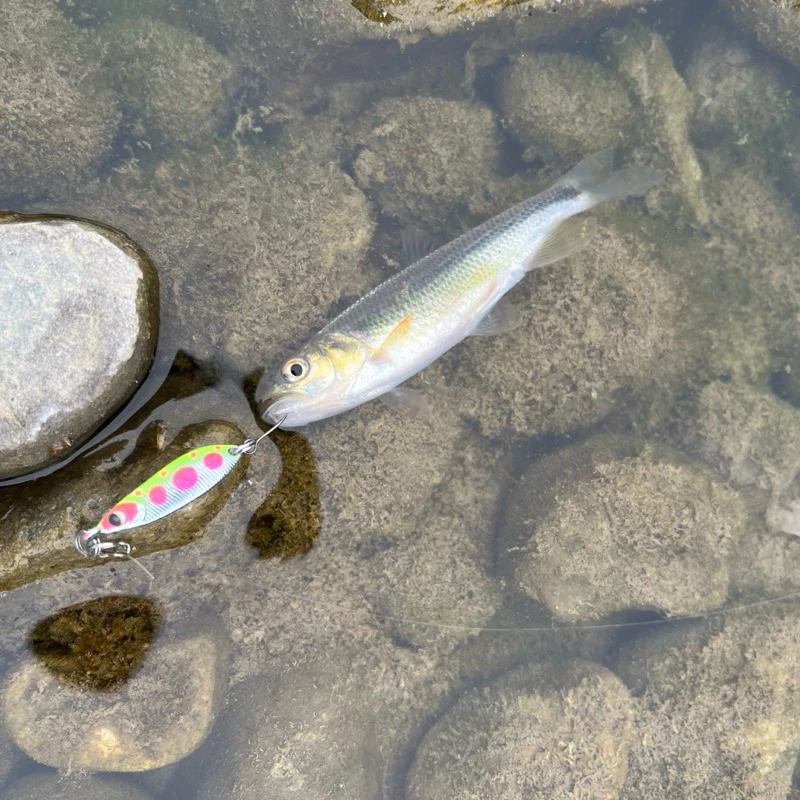 【LUREER】 ROVORO 高質感 SPOON 炫彩亮片 2.1 / 3.5 / 5 克 高品質 微鐵 捲仔 路亞