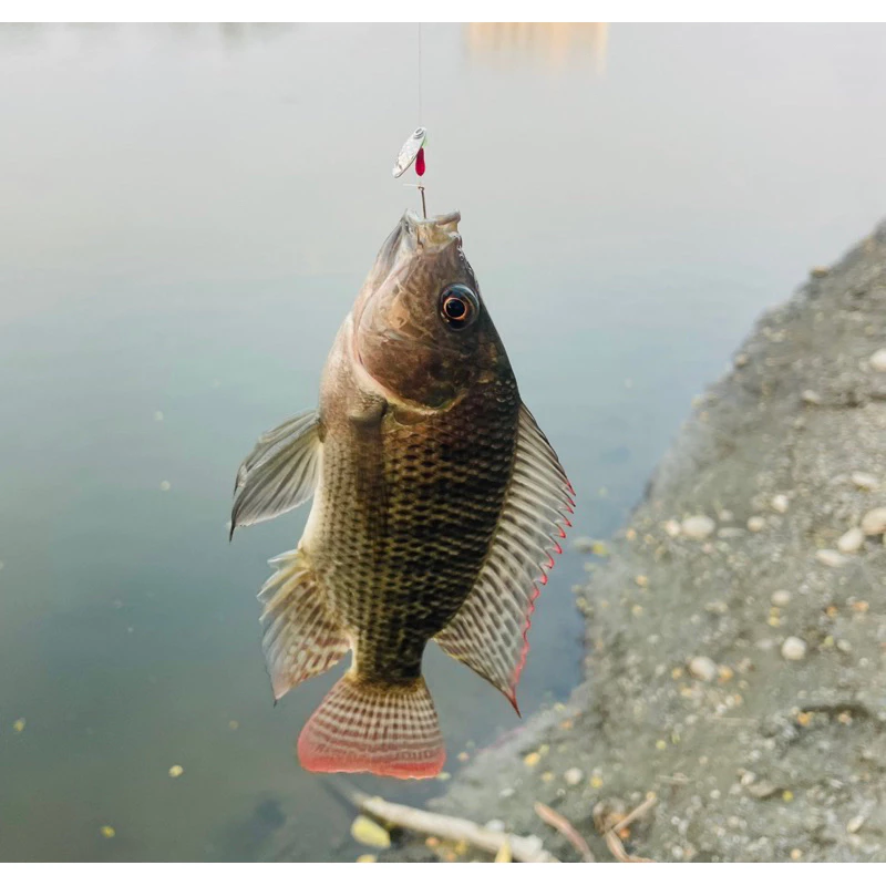 【LUREER】瓜子亮片 免綁釣組 5入 必中 微物 溪釣 馬口 吳郭魚 溪哥 路亞 亮片 助投器 亮片 瓜子
