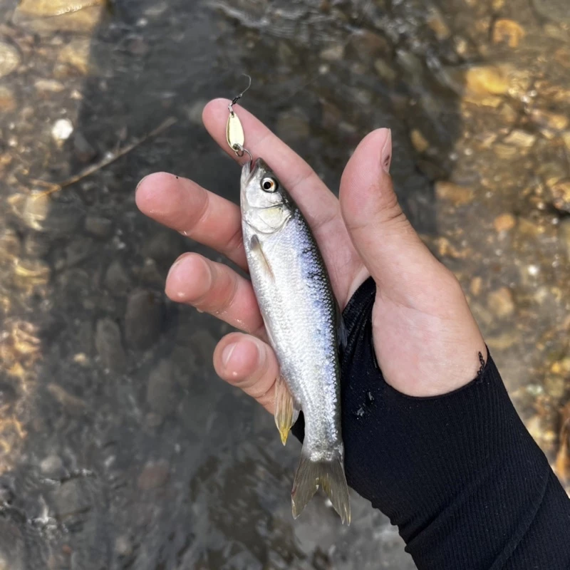 【LUREER】溪流亮片 平拖即中魚 0.8克-5克 「特價」新手必備 路亞 spoon 微物 馬口 溪哥 亮片 入門