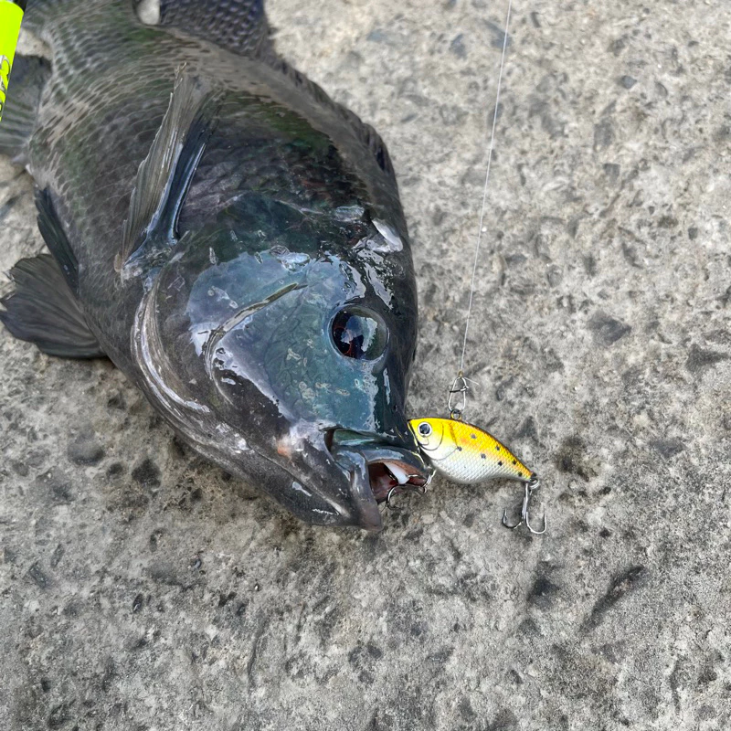 【LUREER】 魚型VIB 4.8克 <內置響珠> 三本鉤 微物 魚型顫泳 路亞 Vib 捲仔