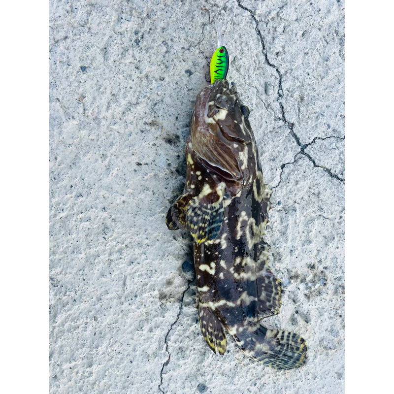 【LUREER】 長舌深潛胖子 14克 crank 路亞 浮水 小胖 米諾 魚虎 魚球 泰國鱧