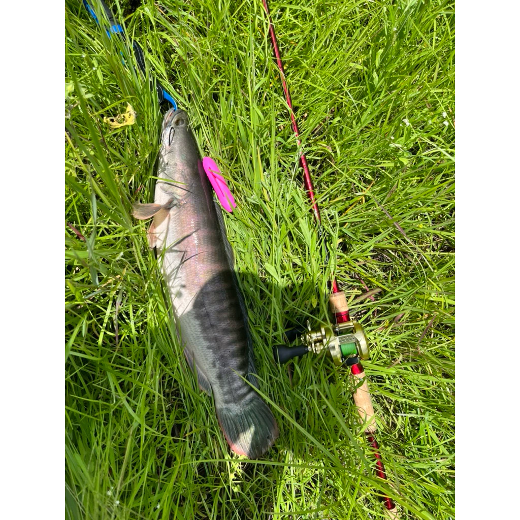 【LUREER】 PRO STYLE 50M 貝克力PRO STYLE100% 碳纖前導線 子線 碳纖線 路亞