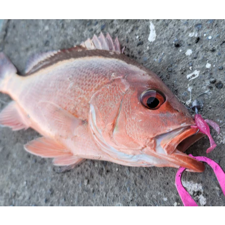 【LUREER】 MR.BEE蜜蜂先生 小飛魚軟蟲 1.5