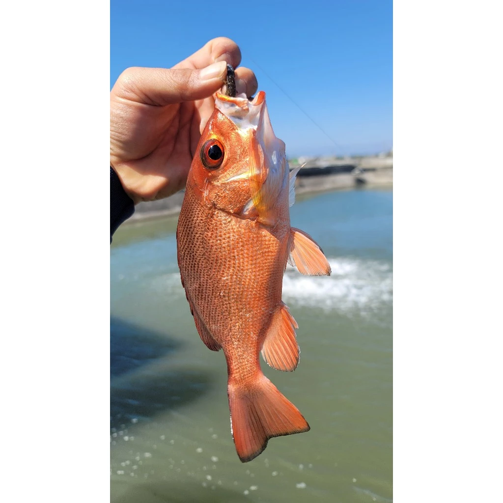 【LUREER】 MR.BEE蜜蜂先生 竹節蟲軟蟲 2.5