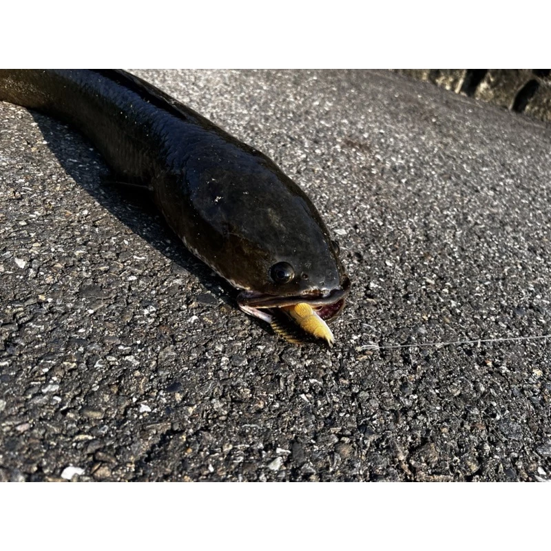 【LUREER】防纏跳跳魚 10克/20克 根魚 軟魚 石斑 泰國鱧 跳底 路亞T尾 軟蟲 防掛底