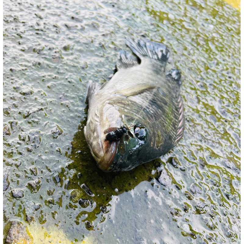 【LUREER】 防掛底 鉛頭鬍鬚佬 10克 鉛頭鉤 路亞 泰國鱧 管池餌 鱸魚 黑鱸 防纏 軟蟲 雷強