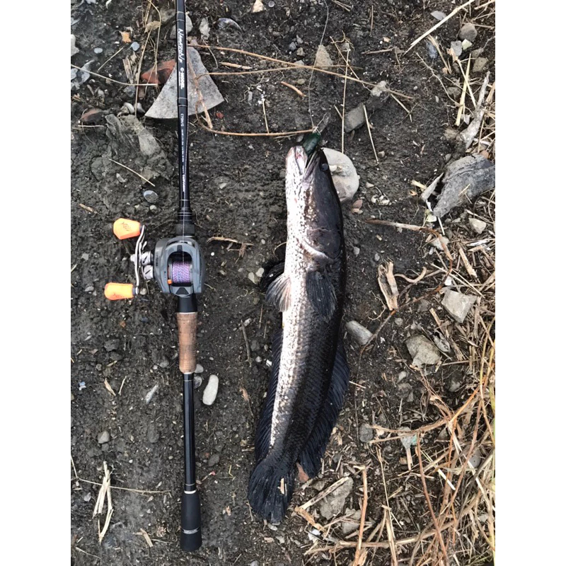 【LUREER】 踢腿軟體蛙 15.5克 2入 熱銷款  多色挑選 雷蛙 軟蛙 踢腿 雷強 魚虎 泰國鱧 黑魚 踢腳