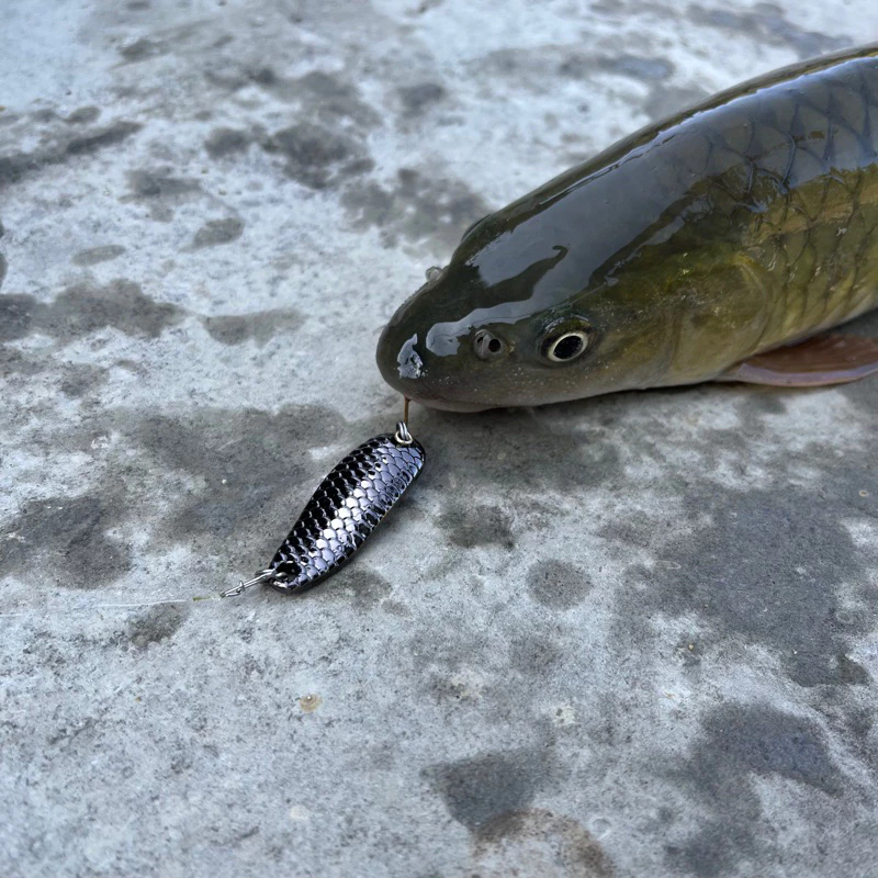 【LUREER】 龍麟亮片 熱銷款 高品質電鍍 spoon 亮片 根釣 路亞 黑色 捲仔 馬口 龍鱗 亮片 根魚