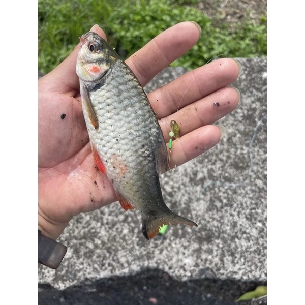 【LUREER】瓜子亮片 免綁釣組 5入 必中 微物 溪釣 馬口 吳郭魚 溪哥 路亞 亮片 助投器 亮片 瓜子