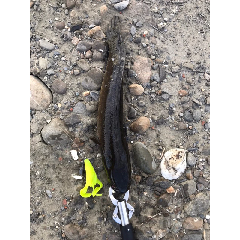 【LUREER】 踢腿軟體蛙 15.5克 2入 熱銷款  多色挑選 雷蛙 軟蛙 踢腿 雷強 魚虎 泰國鱧 黑魚 踢腳