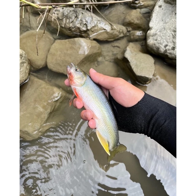 【LUREER】平振亮片 實測超好用 微物 亮片 spoon 馬口 溪哥 根魚 卷仔 溪流 路亞