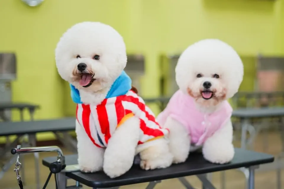 「毛經濟」持續擴張　林獻堂博物館國教中心推第二期寵物業專任人員專業訓練證照班