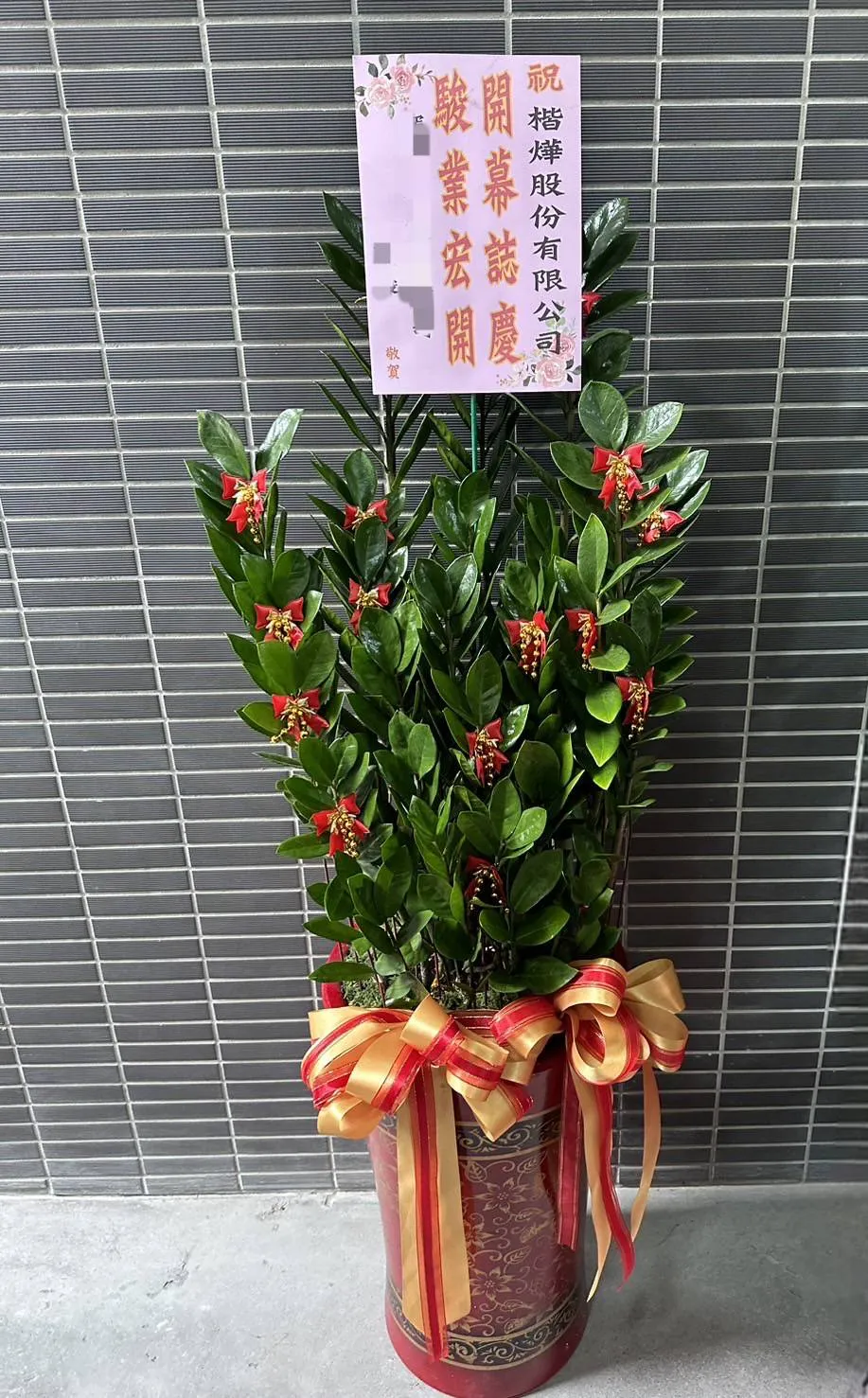 金錢樹-M