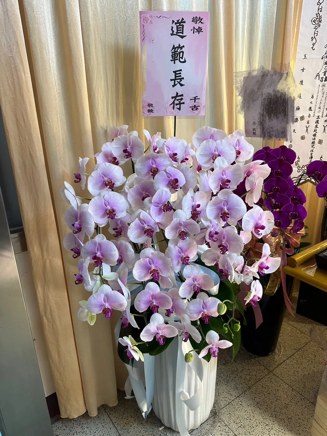 6株蘭花盆栽