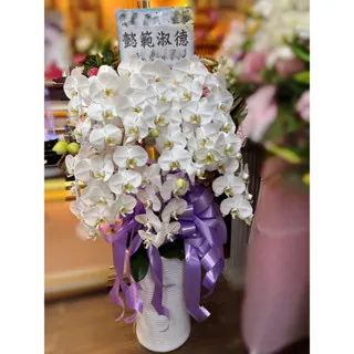 7株蘭花盆栽