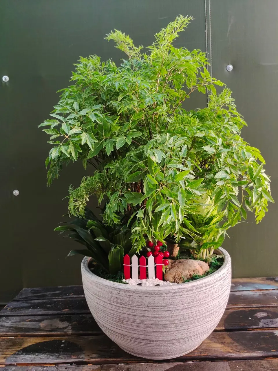 富貴樹桌上型