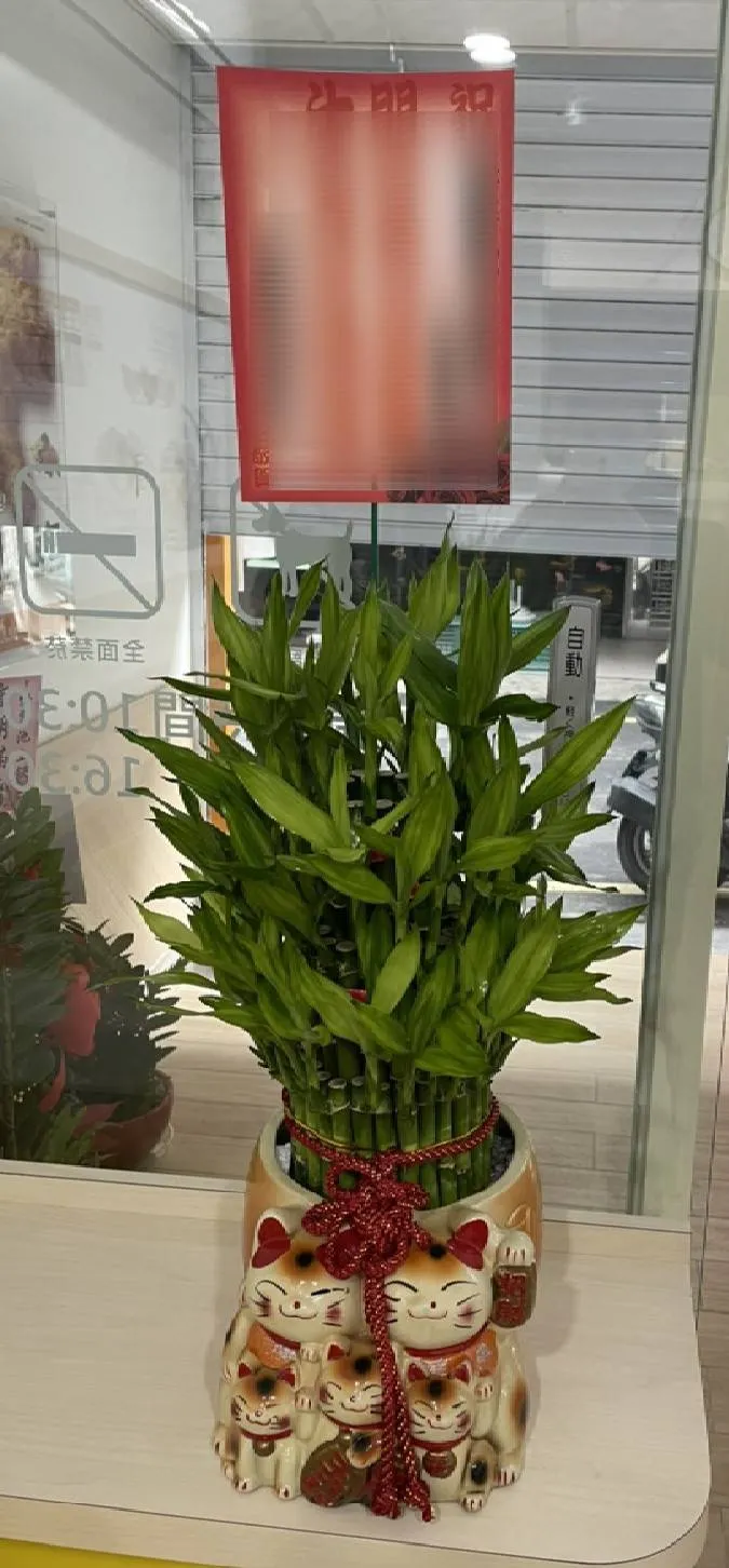 開運竹-大招財貓