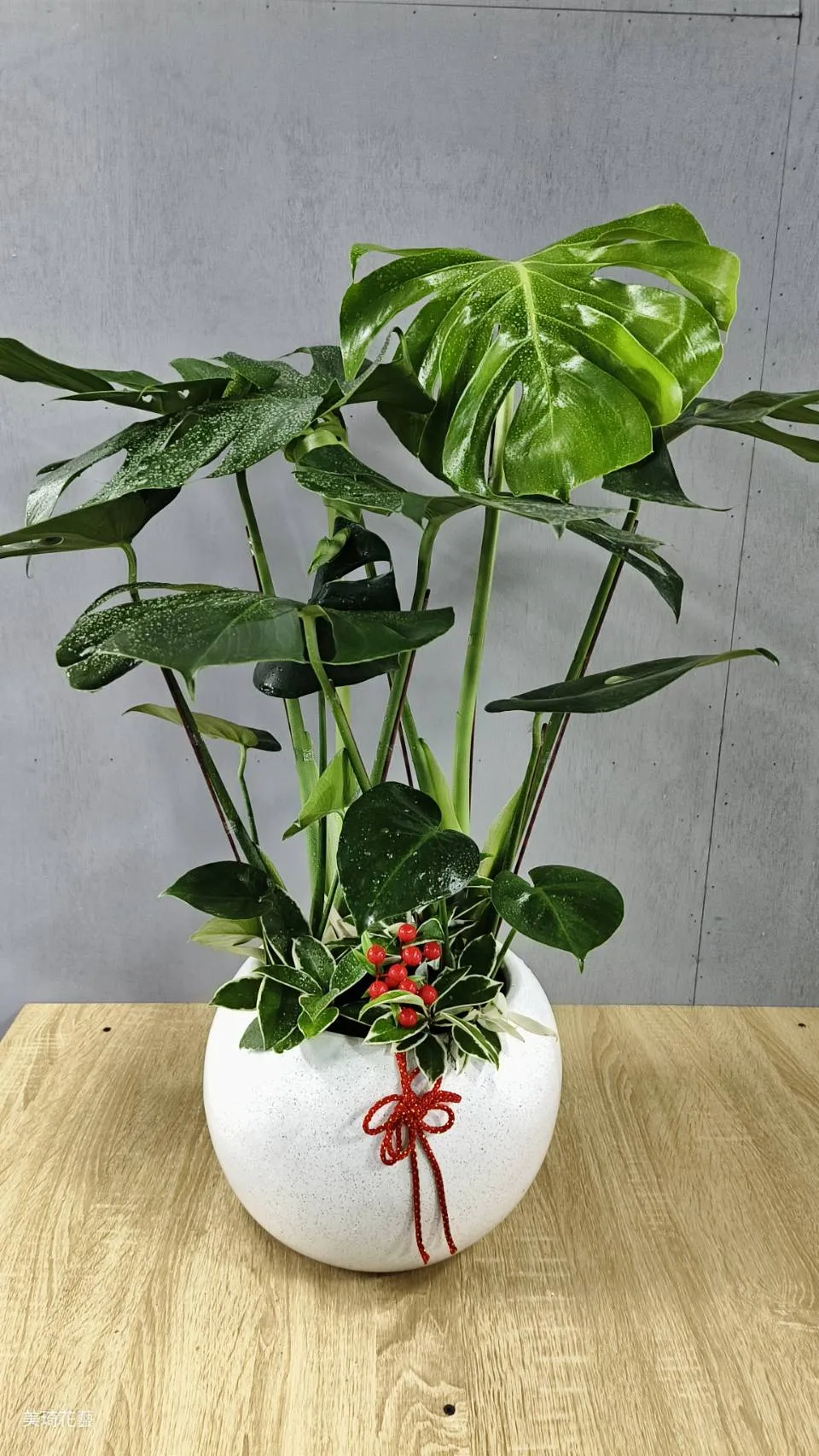 龜背芋