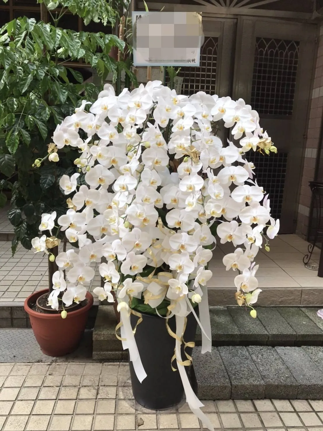 17株蘭花盆栽