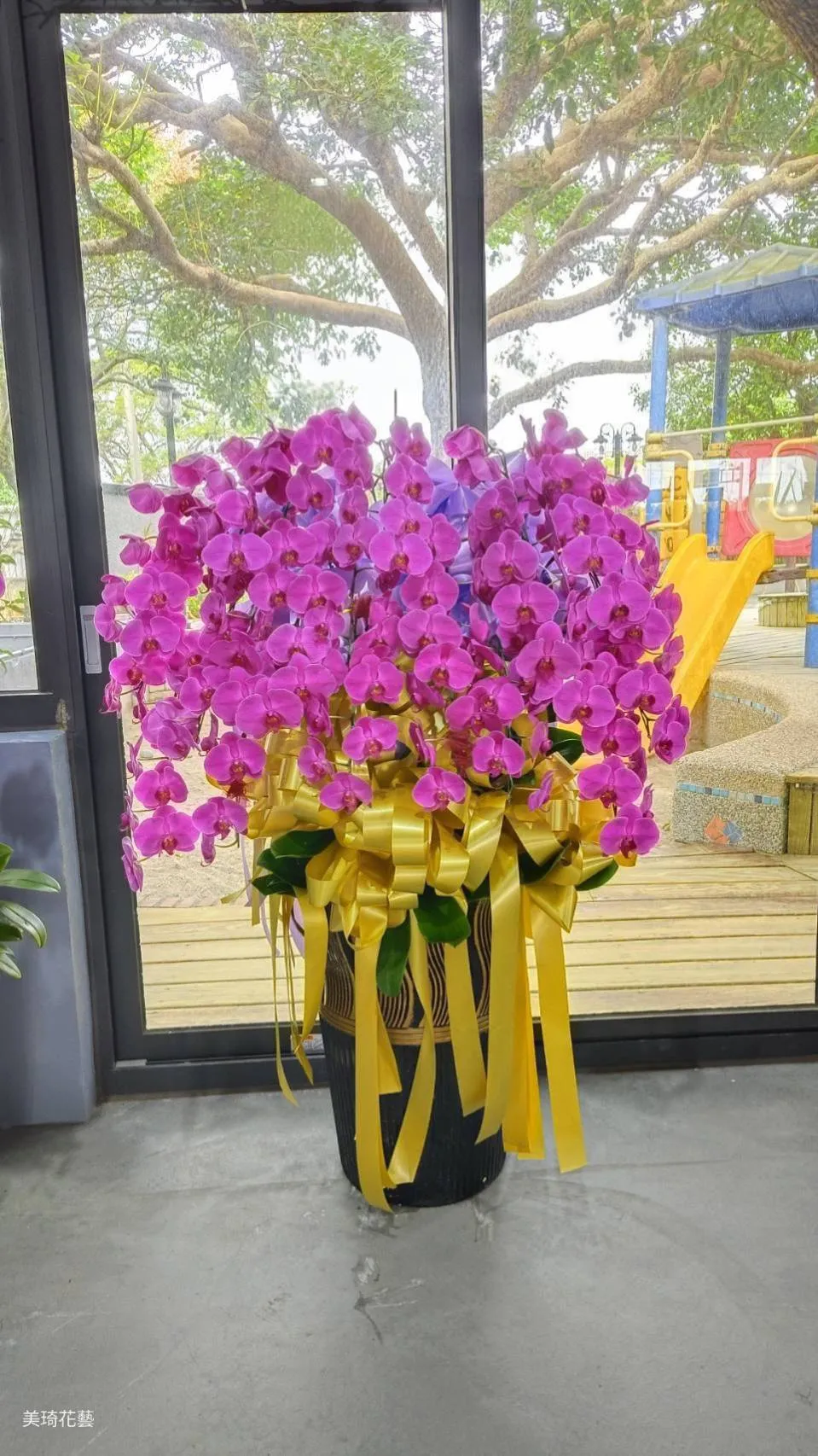 20株蘭花盆栽