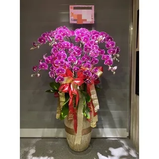 蘭花盆栽