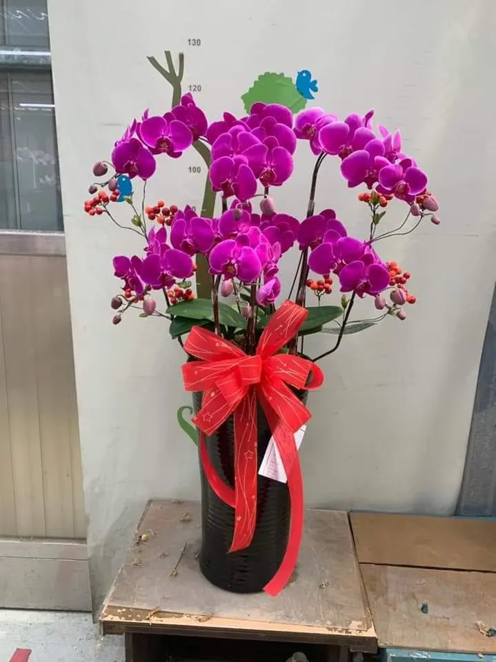 6株蘭花盆栽
