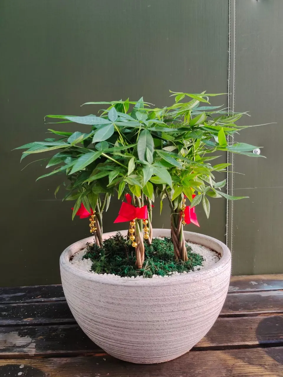 發財樹桌上型