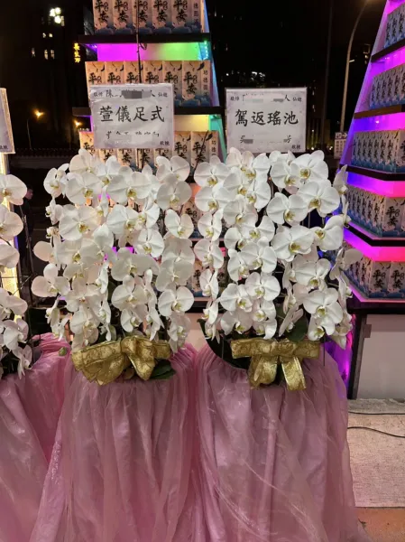 出租蘭花-白色蘭花