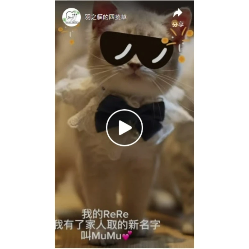 今天我們的ReRe正式改名字叫MuMu｜新店貓舍｜台北貓舍