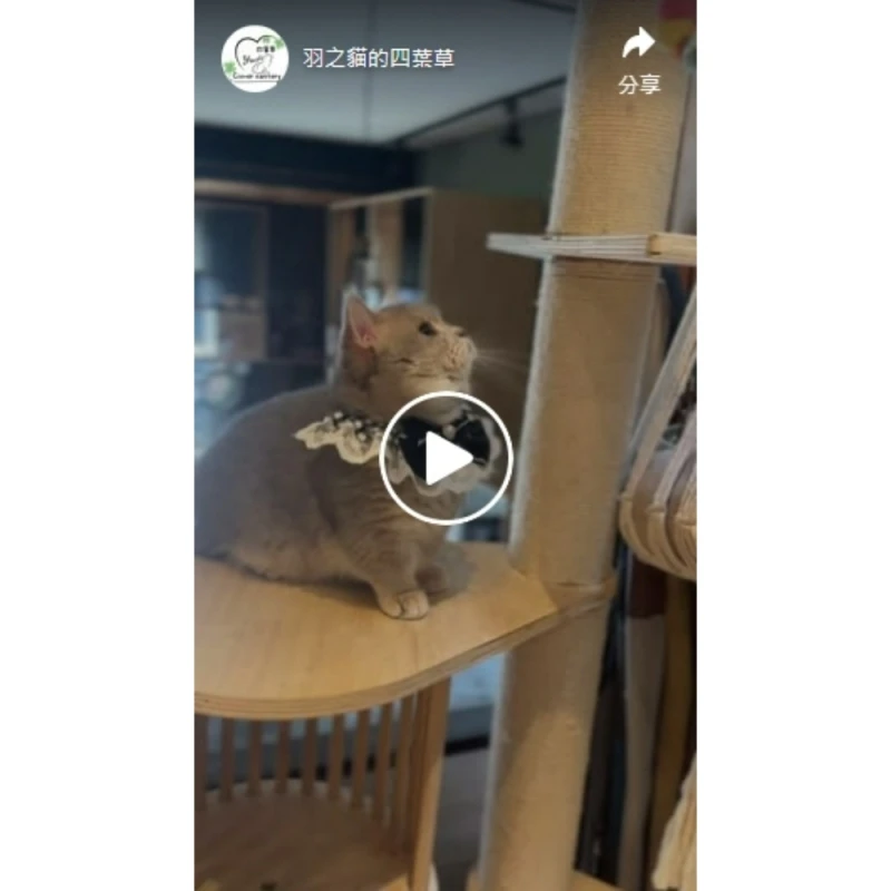 Mickey 找家｜新店貓舍｜台北貓舍