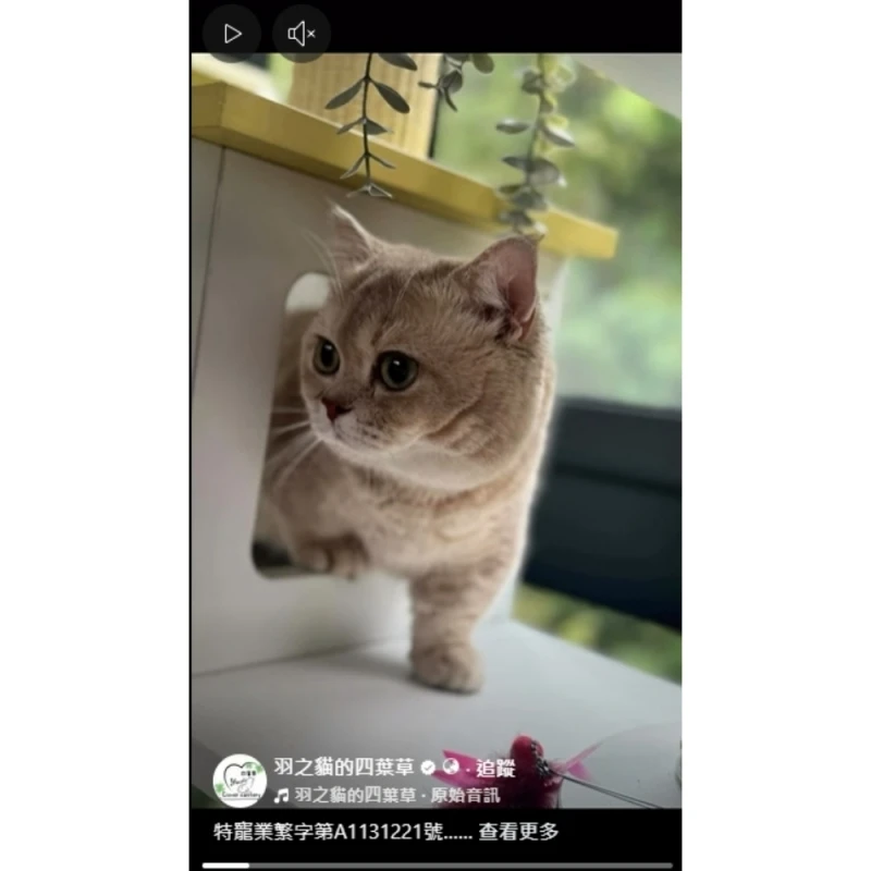 熊版曼赤肯弟弟｜新店曼赤肯｜台北曼赤肯