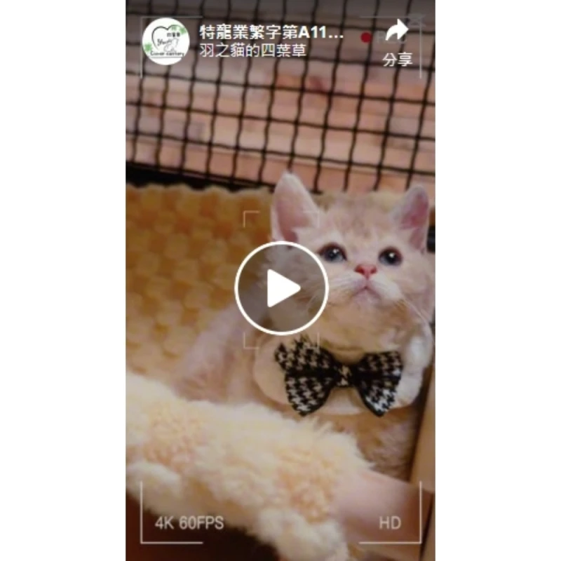 尋有緣的家人 ｜新店捲毛貓舍｜台北卷毛貓舍
