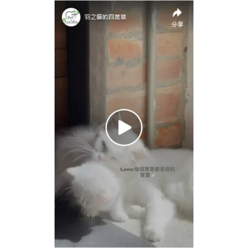 Luna 真的很有愛｜新店小步舞曲貓舍｜台北小步舞曲貓舍